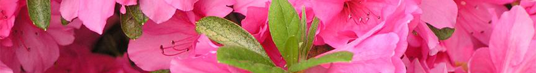 Sliding Image