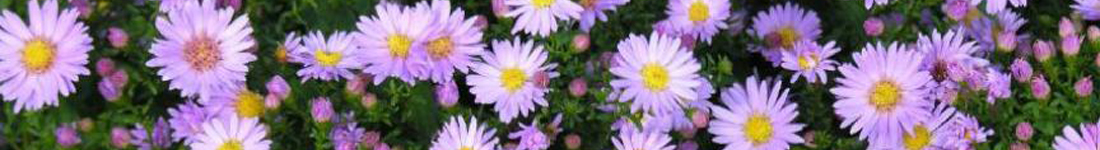 Sliding Image